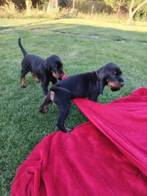 Black And tan coonhound