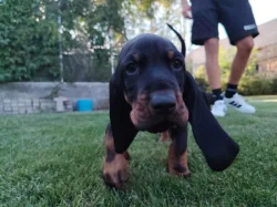 Black And tan coonhound