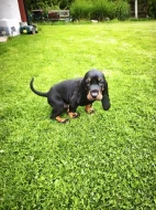 Black And tan coonhound