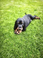 Black And tan coonhound