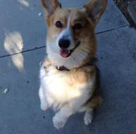 Rozkošné štěně corgiho