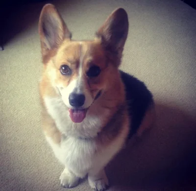 Rozkošné štěně corgiho