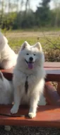 SAMOJED - štěňátka s PP