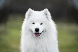 SAMOJED - štěňátka s PP