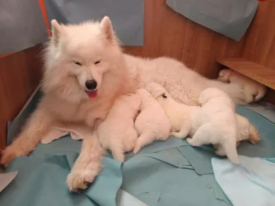 SAMOJED - štěňátka s PP