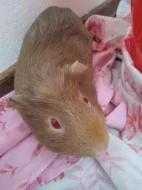 3 samice morčata -černo-zrzavo-bíla 4, hnědá 3 roky a šedá 2 roky