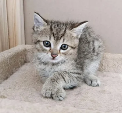 Kočička Tami hledá  nový domov