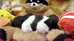 Labradorský retriever - šť. s PP