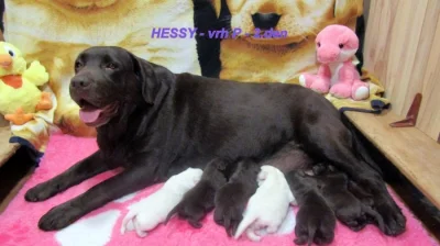 Labradorský retriever - šť. s PP