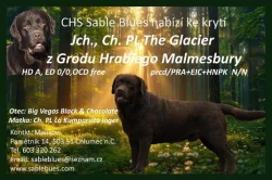 Labradorský retriever - šť. s PP
