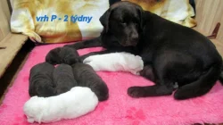 Labradorský retriever - šť. s PP