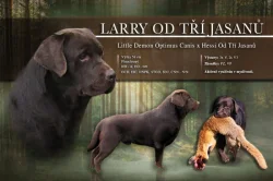 Čokoládový labrador - šť. s PP