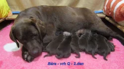 Čokoládový labrador - šť. s PP