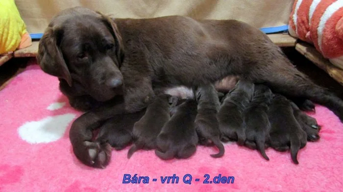 Čokoládový labrador - šť. s PP