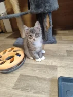 Mainská mývalí kotata