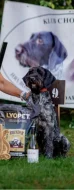 Prodám štěňata Německý drátosrstý ohař s PP