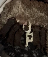 Lagotto Romagnolo - štěňátka s PP