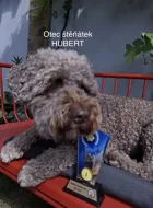 Lagotto Romagnolo - štěňátka s PP