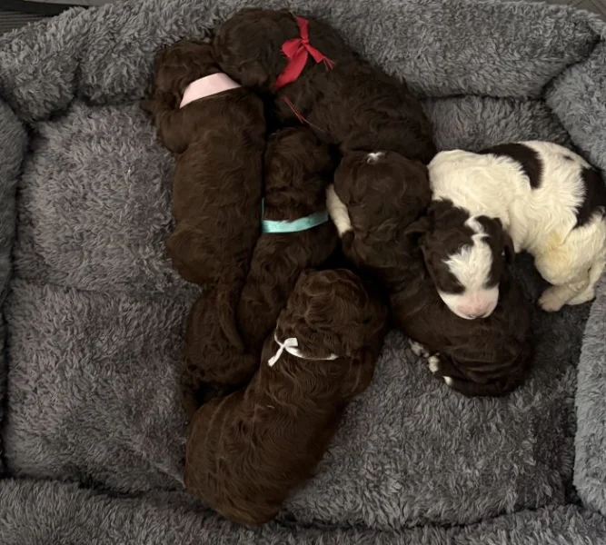 Lagotto Romagnolo - štěňátka s PP