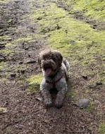 Lagotto Romagnolo - štěňátka s PP