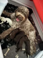 Lagotto Romagnolo - štěňátka s PP