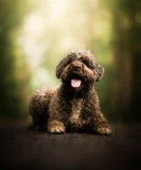 Lagotto Romagnolo - štěňátka s PP