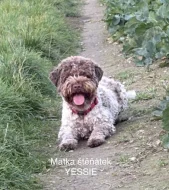 Lagotto Romagnolo - štěňátka s PP