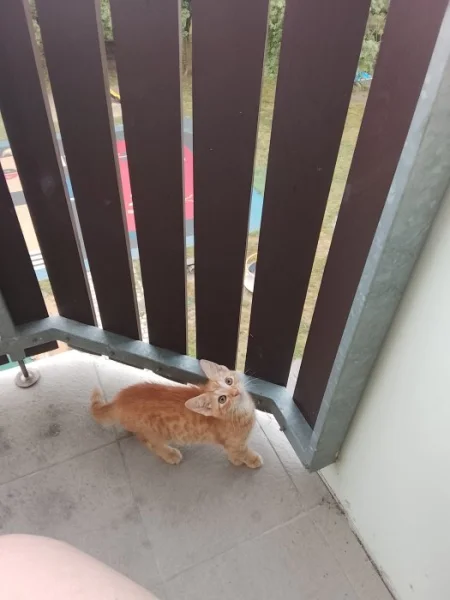 Daruji kočku do dobrých rukou.