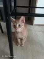 Daruji kočku do dobrých rukou.