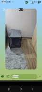 Prodám maiskou mývalí kočku