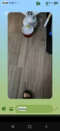 Prodám maiskou mývalí kočku