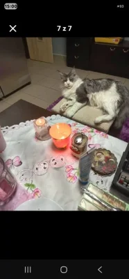 Prodám maiskou mývalí kočku
