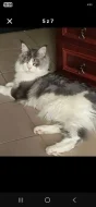 Prodám maiskou mývalí kočku