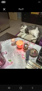 Prodám maiská mývalí kočka