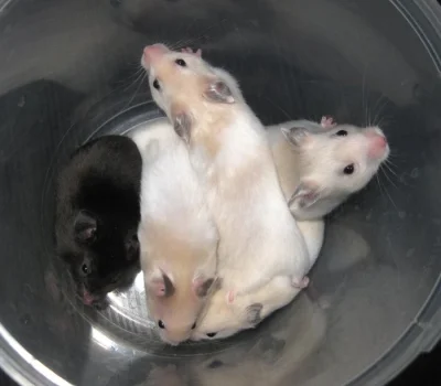 Křeček z CHS
