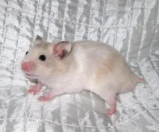 Křeček z CHS