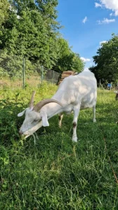 Koza