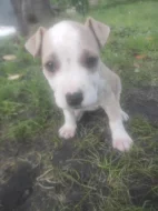 Americký stafordšírský teriér (Amstaff) – štěně bez PP