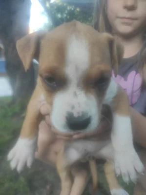 Americký stafordšírský teriér (Amstaff) – štěně bez PP