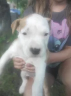Americký stafordšírský teriér (Amstaff) – štěně bez PP