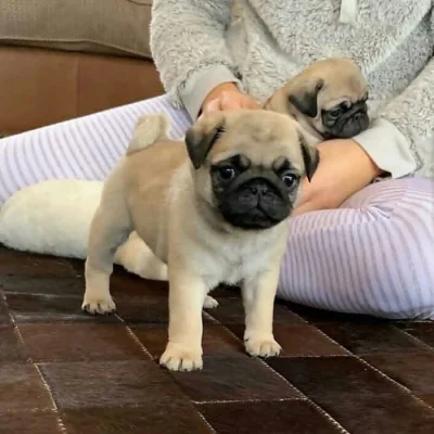 Štěňata Mops
