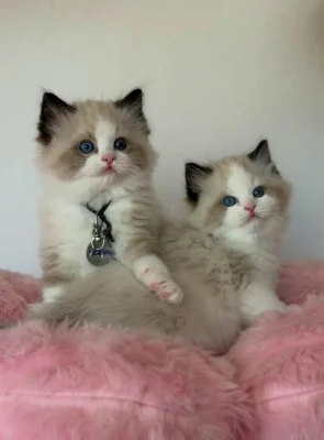 3 koťata plemene Ragdoll