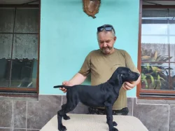 Německý krátkosrstý ohař