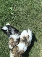 Shih-Tzu