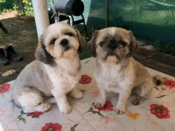 Shih-Tzu