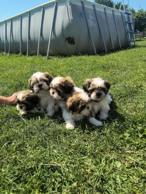 Shih-Tzu