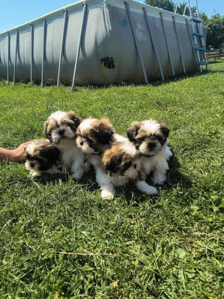 Shih-Tzu