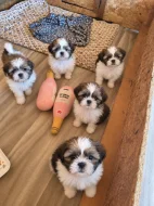 Shih-Tzu