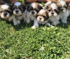 Shih-Tzu