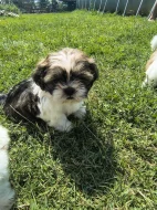 Shih-Tzu